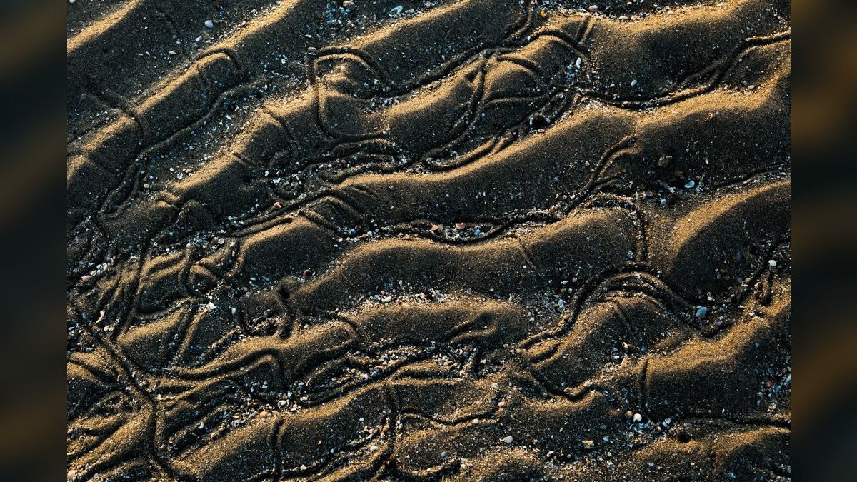 Top 10 Sand-Sifting Gobies for Marine Tanks — figure 1