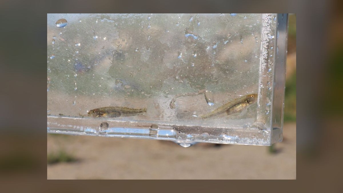 Top 10 Sand-Sifting Gobies for Marine Tanks in 2027 — figure 10