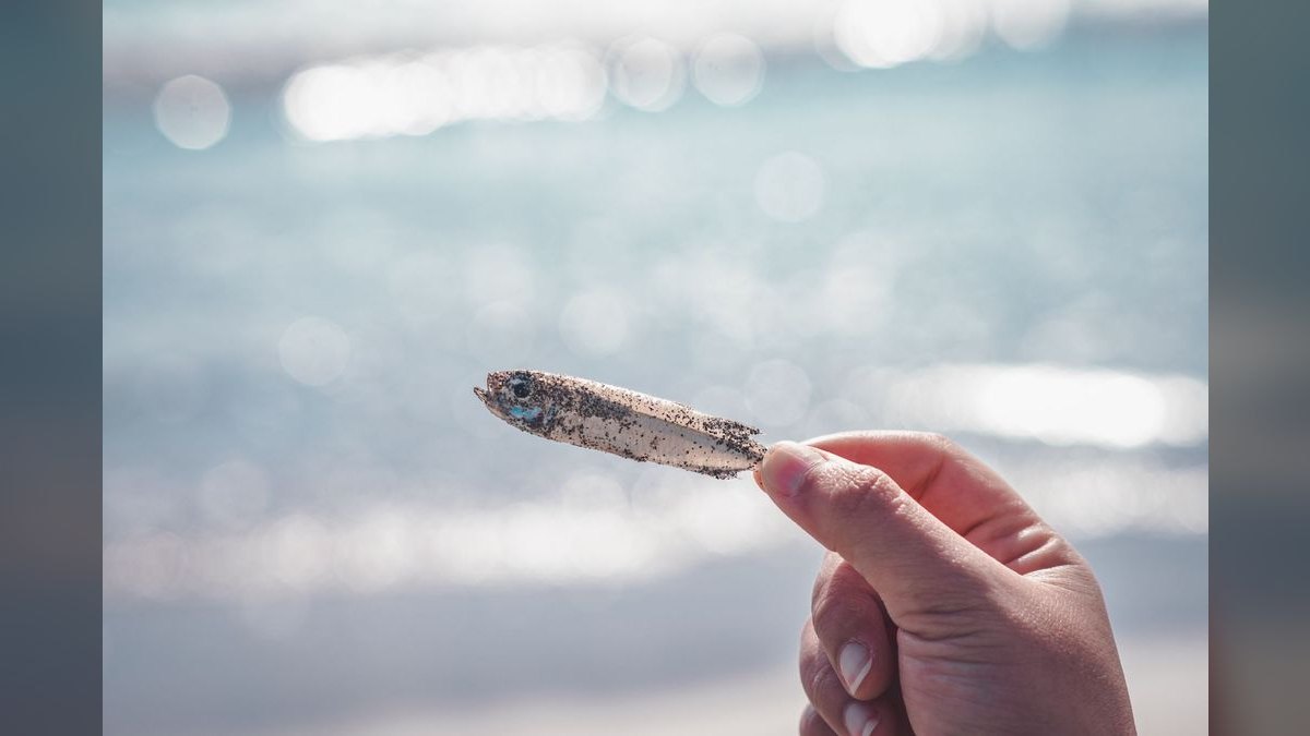 Top 10 Sand-Sifting Gobies for Marine Tanks — figure 5