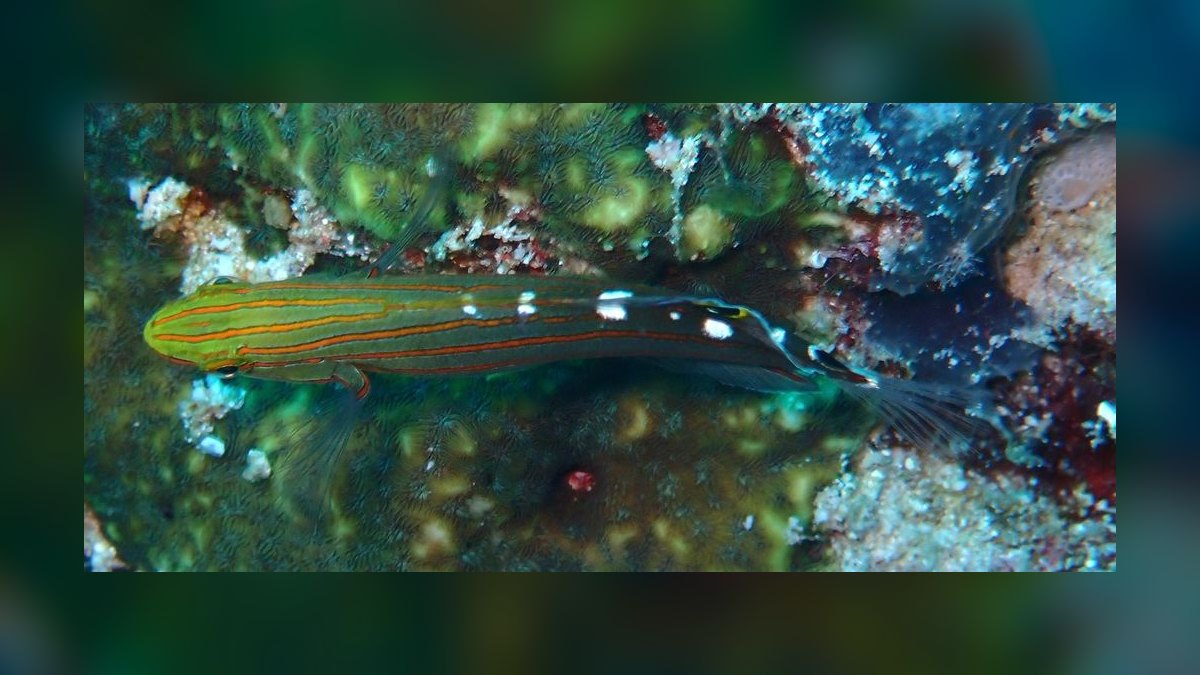 Top 10 Sand-Sifting Gobies for Marine Tanks in 2027 — figure 6