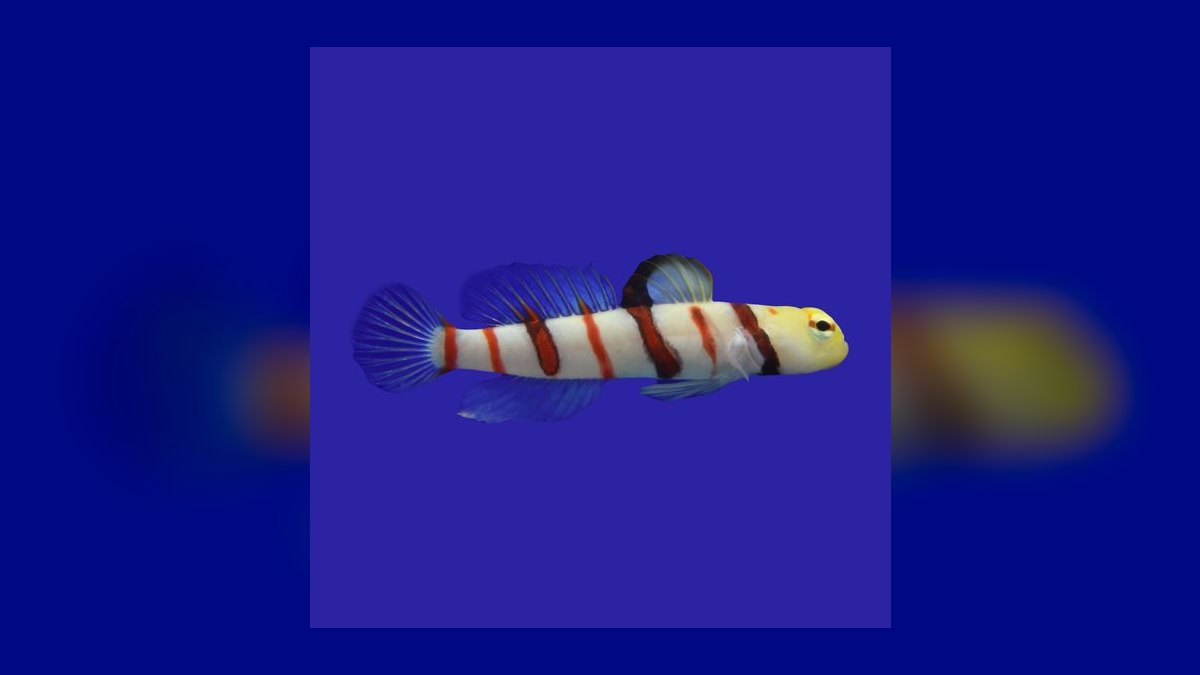 Top 10 Sand-Sifting Gobies for Marine Tanks in 2027 — figure 7