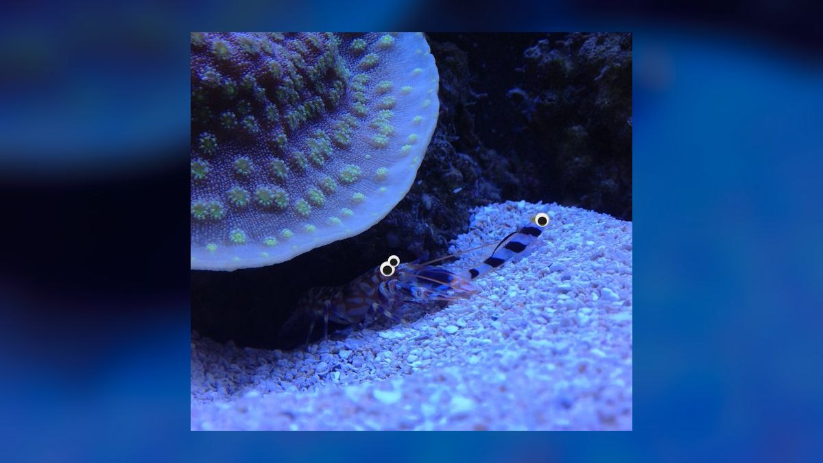 Top 10 Sand-Sifting Gobies for Marine Tanks in 2027 — figure 8