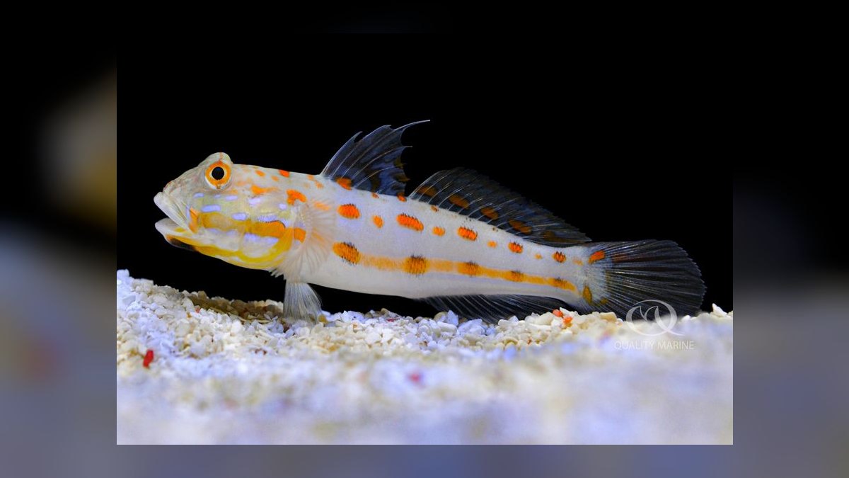 Top 10 Sand-Sifting Gobies for Marine Tanks in 2027