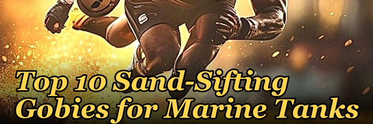 Top 10 Sand-Sifting Gobies for Marine Tanks