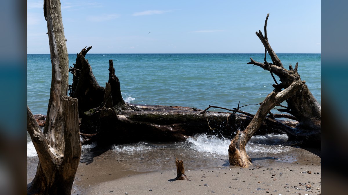 Top 10 Aquarium Driftwood Pieces for Natural Scaping — figure 1