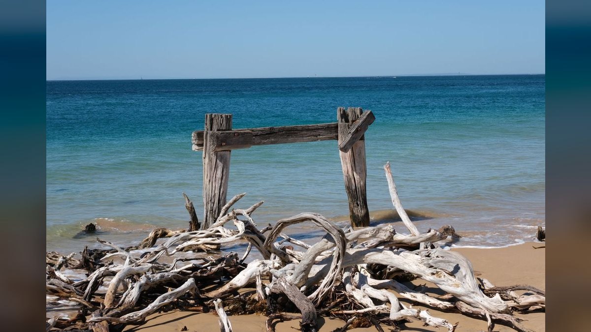 Top 10 Aquarium Driftwood Pieces for Natural Scaping — figure 2