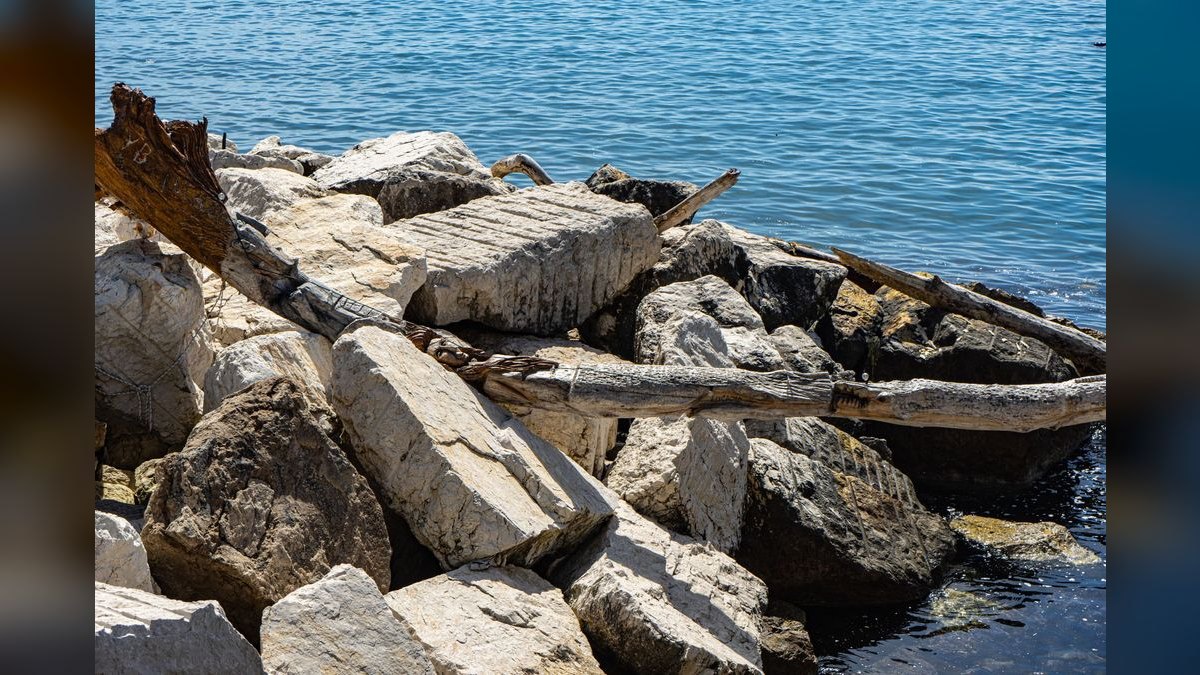 Top 10 Aquarium Driftwood Pieces for Natural Scaping — figure 3