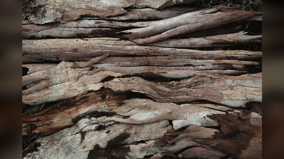 Top 10 Aquarium Driftwood Pieces for Natural Scaping — figure 5
