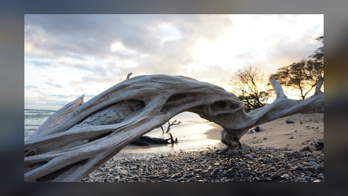 Top 10 Aquarium Driftwood Pieces for Natural Scaping in 2027 — figure 6