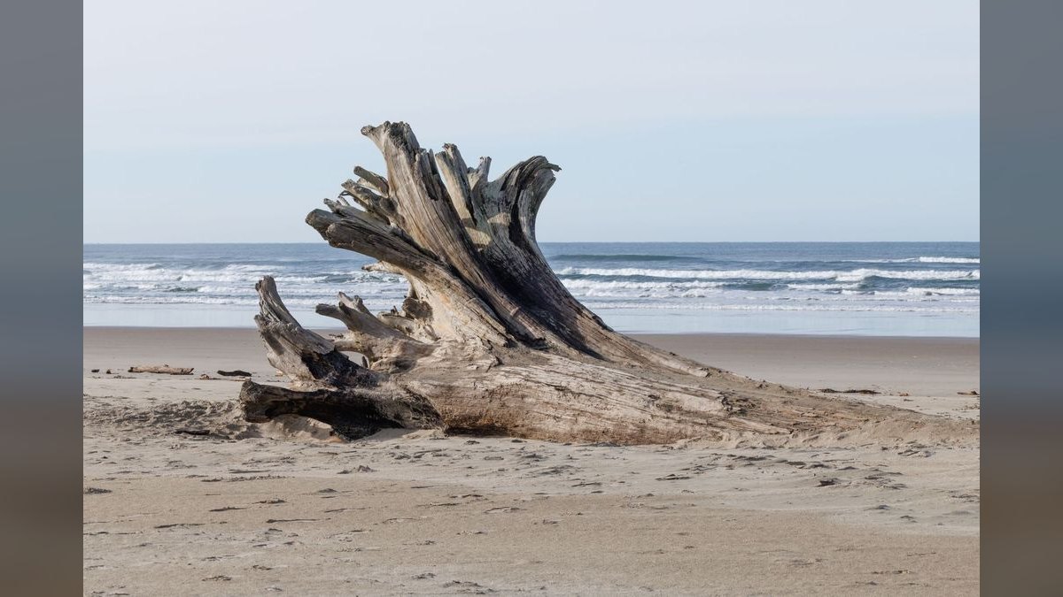 Top 10 Aquarium Driftwood Pieces for Natural Scaping in 2027