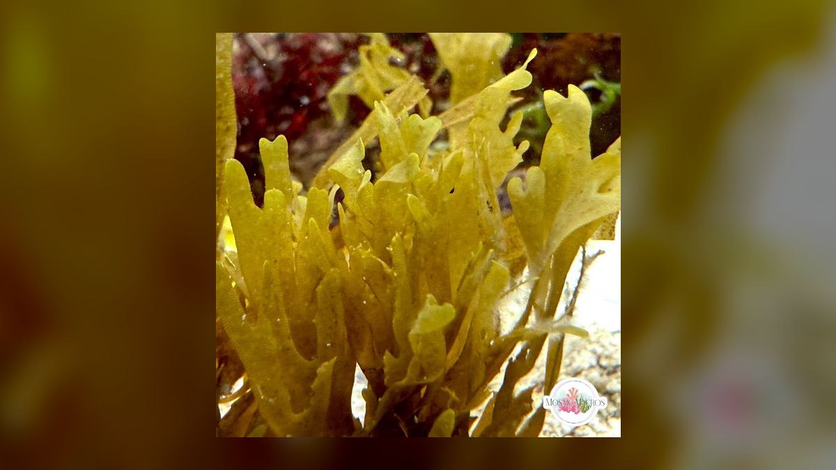 Top 10 Refugium Macroalgae for Nutrient Export in 2027 — figure 10