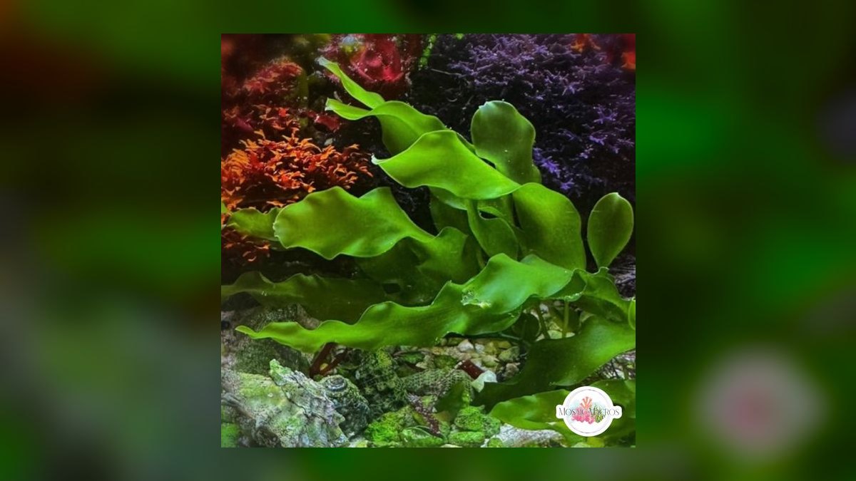 Top 10 Refugium Macroalgae for Nutrient Export in 2027 — figure 2