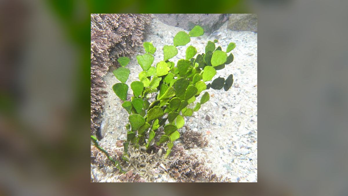Top 10 Refugium Macroalgae for Nutrient Export in 2027 — figure 4