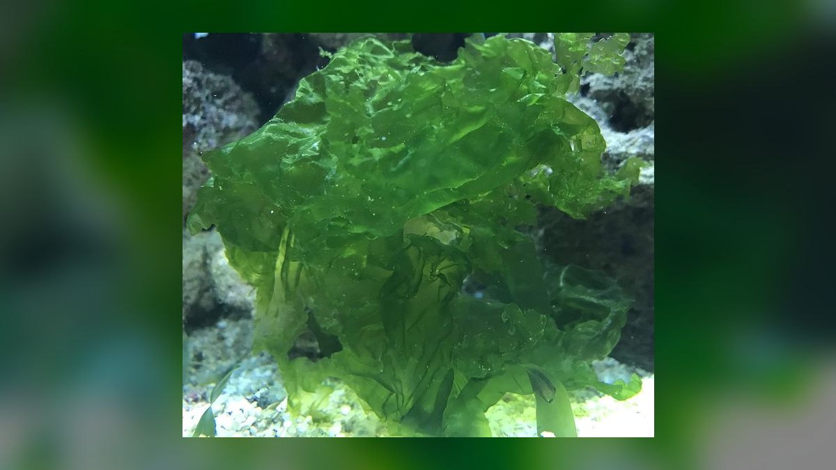 Top 10 Refugium Macroalgae for Nutrient Export in 2027 — figure 5