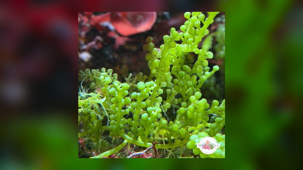 Top 10 Refugium Macroalgae for Nutrient Export in 2027 — figure 6