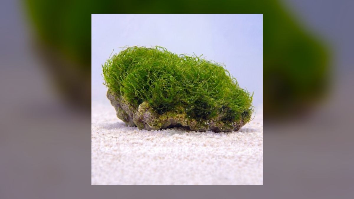 Top 10 Refugium Macroalgae for Nutrient Export in 2027 — figure 7