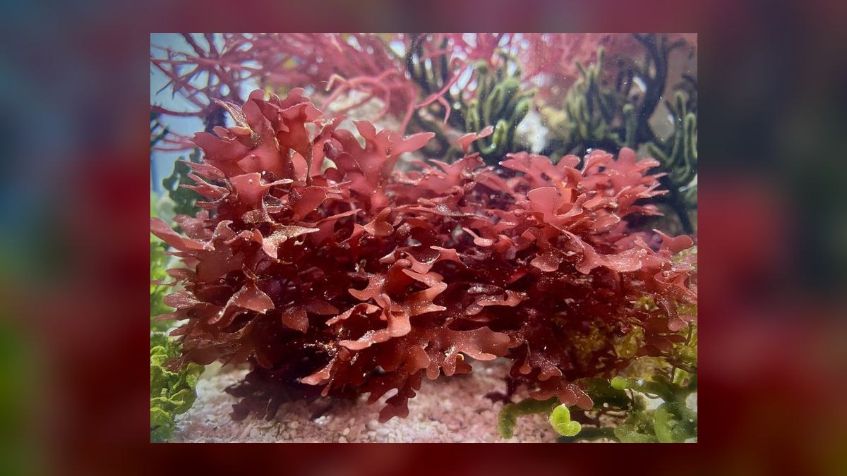 Top 10 Refugium Macroalgae for Nutrient Export in 2027 — figure 8