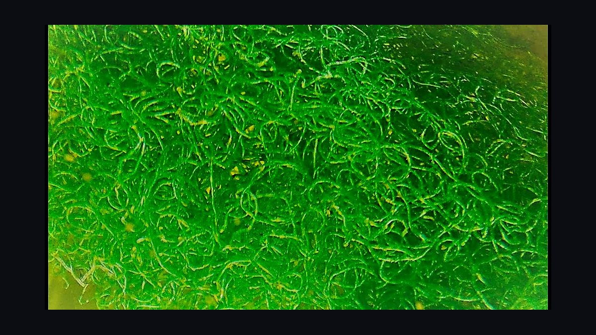 Top 10 Refugium Macroalgae for Nutrient Export in 2027