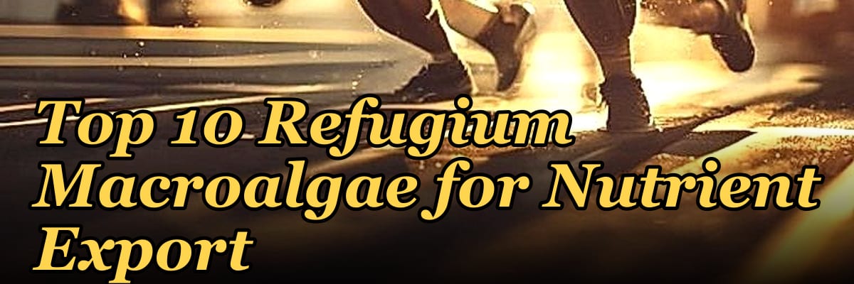 Top 10 Refugium Macroalgae for Nutrient Export