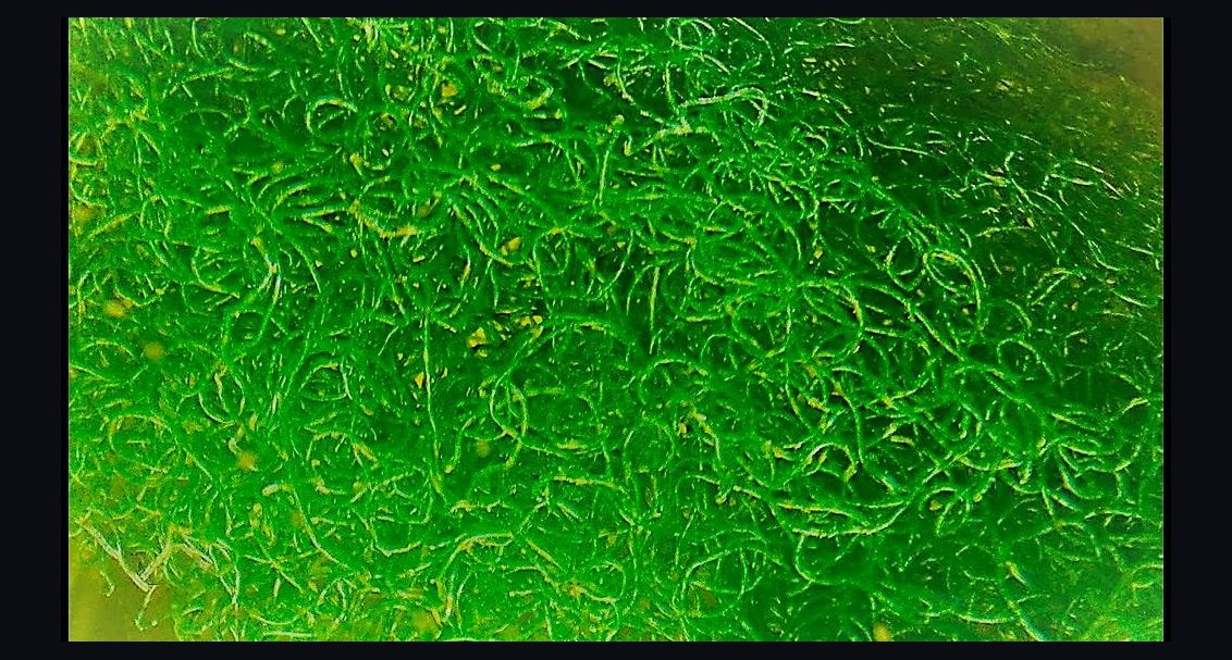 Top 10 Refugium Macroalgae for Nutrient Export in 2027
