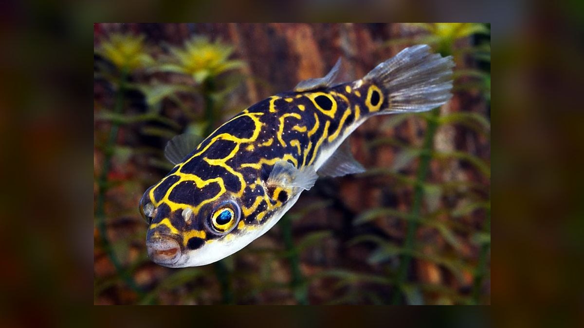 Top 10 Fish That Eat Snails (Pufferfish, Loaches, etc.) in 2027 — figure 6