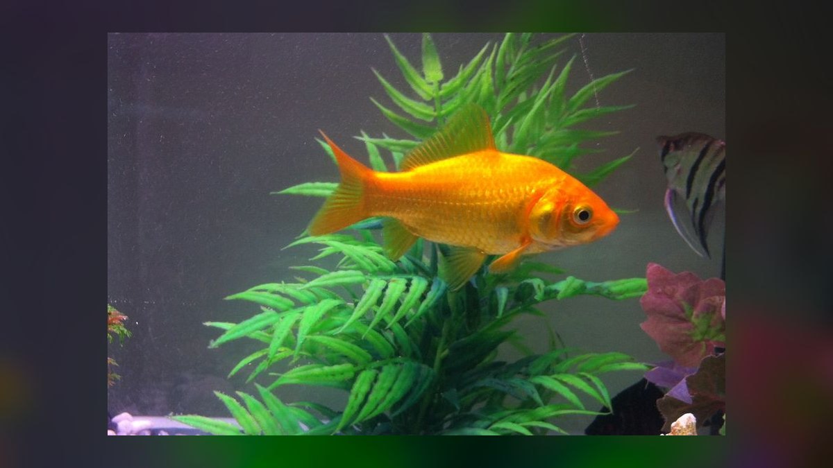 Top 10 Fish That Eat Snails (Pufferfish, Loaches, etc.) in 2027 — figure 9