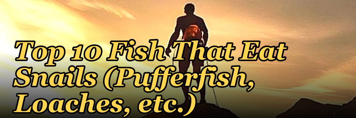 Top 10 Fish That Eat Snails (Pufferfish, Loaches, etc.)