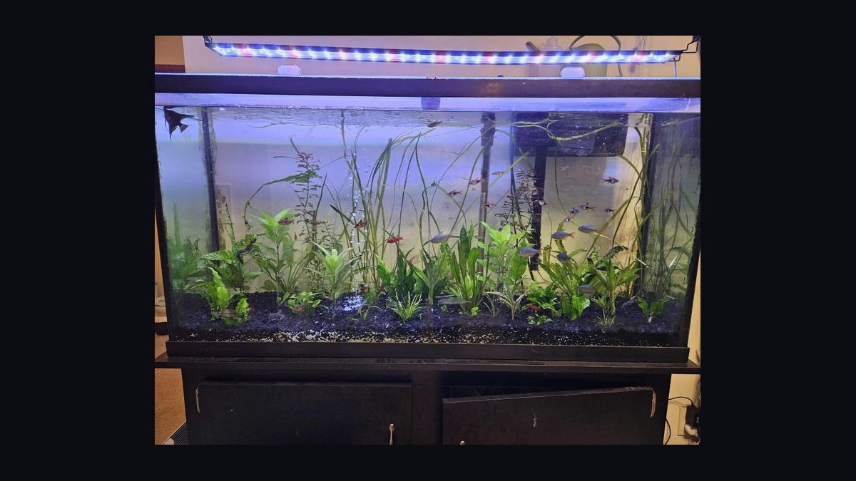 Top 10 Aquarium Plant Fertilizers (Liquid and Root Tabs) in 2027 — figure 5