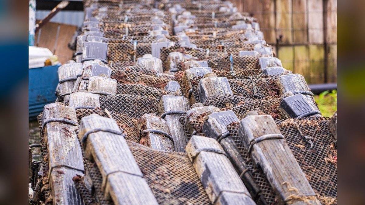 Top 10 Breeding Traps and Fry Rearing Containers in 2027