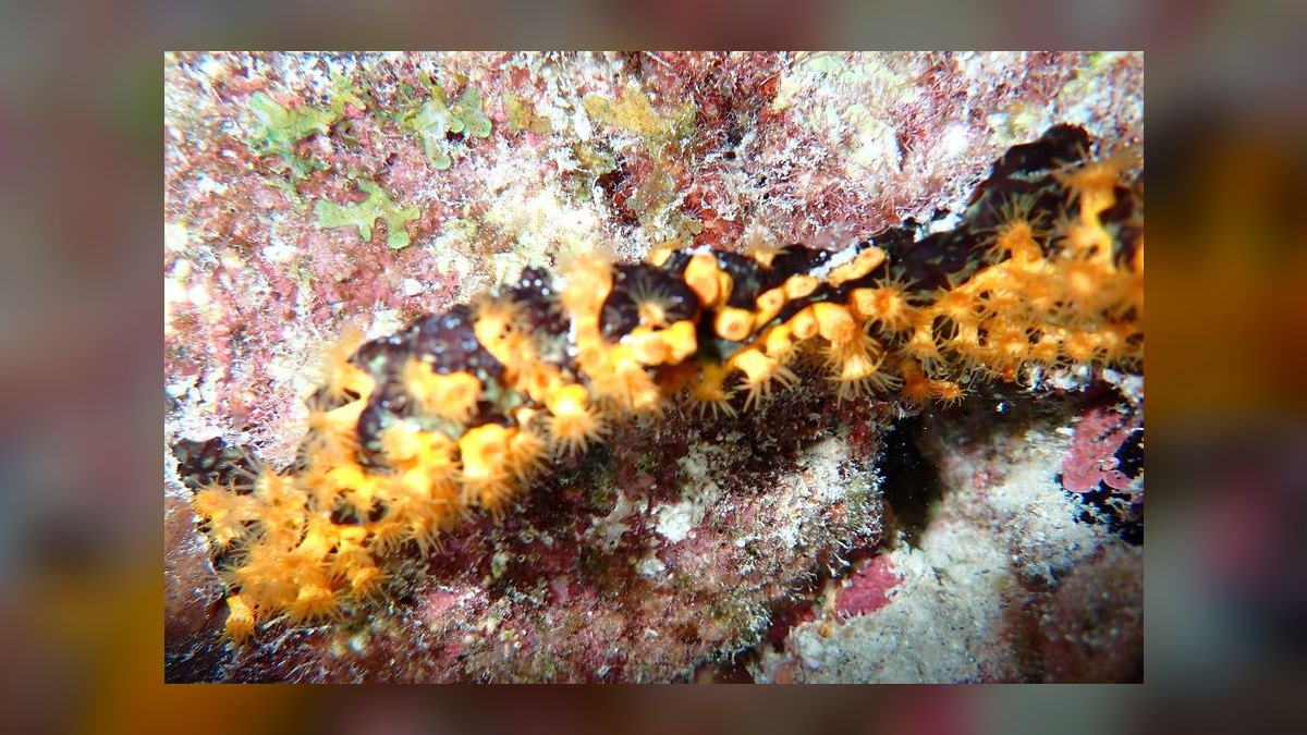 Top 10 Coral Species for Beginner Reef Keepers — figure 1
