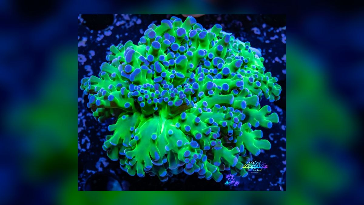 Top 10 Coral Species for Beginner Reef Keepers — figure 10