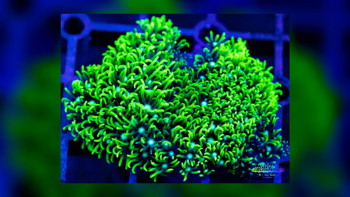 Top 10 Coral Species for Beginner Reef Keepers — figure 2