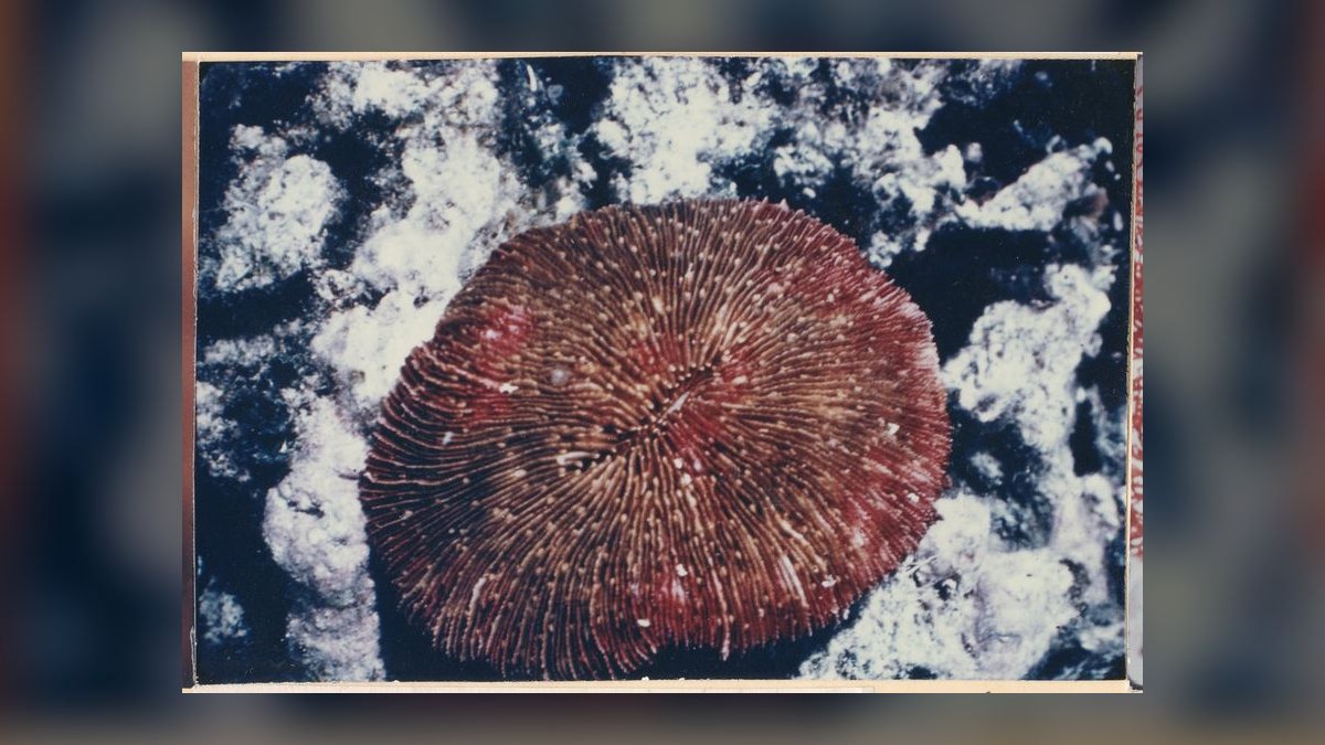 Top 10 Coral Species for Beginner Reef Keepers — figure 3
