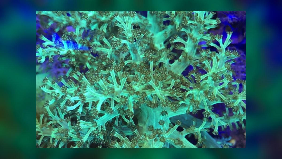 Top 10 Coral Species for Beginner Reef Keepers — figure 4