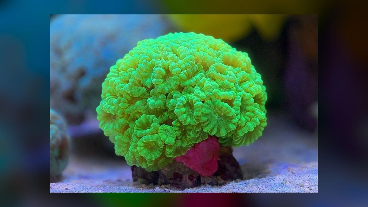 Top 10 Coral Species for Beginner Reef Keepers — figure 6