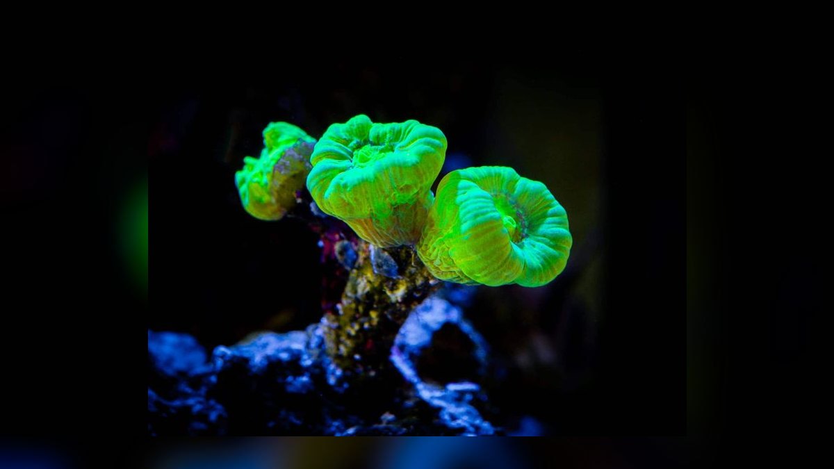 Top 10 Coral Species for Beginner Reef Keepers — figure 7