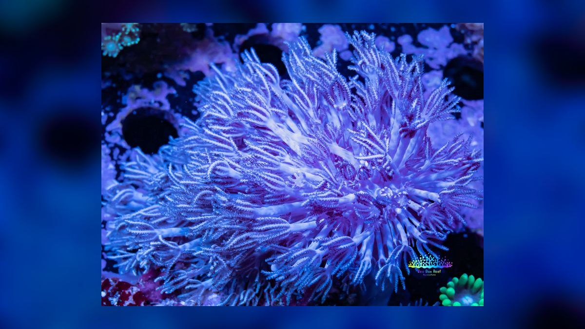 Top 10 Coral Species for Beginner Reef Keepers — figure 8