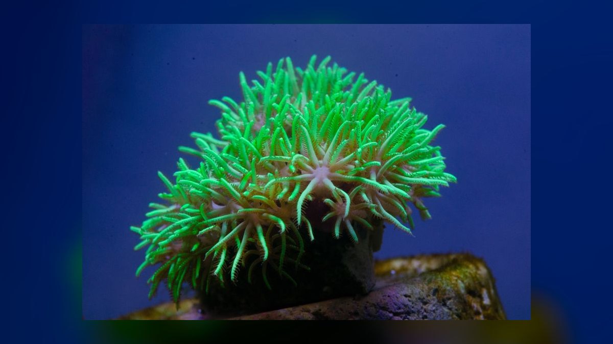 Top 10 Coral Species for Beginner Reef Keepers — figure 9