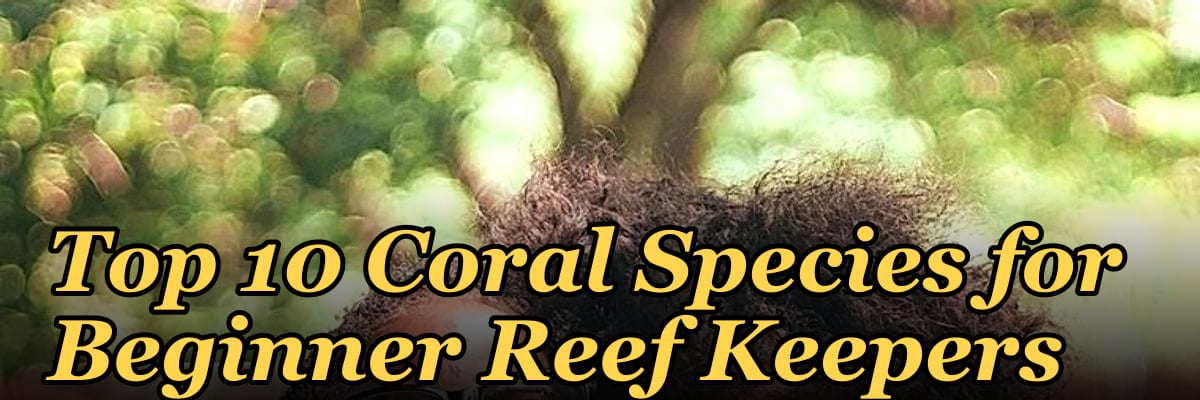 Top 10 Coral Species for Beginner Reef Keepers