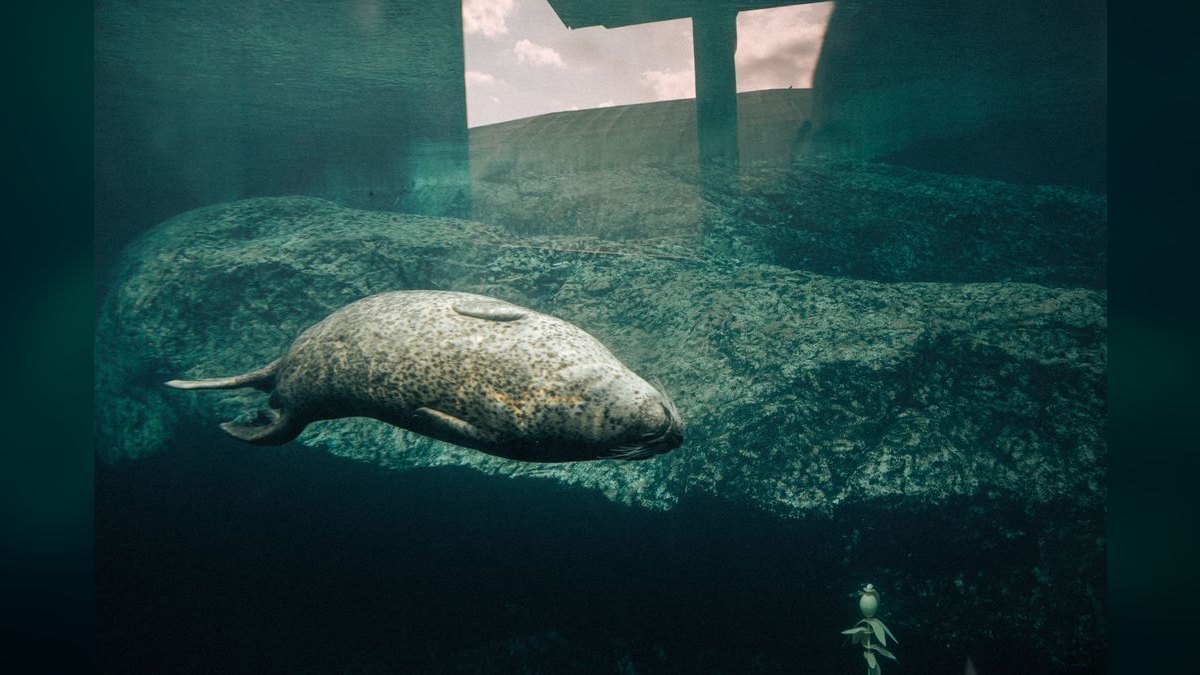 Top 10 Aquarium Sealing Silicones for Repairs — figure 4