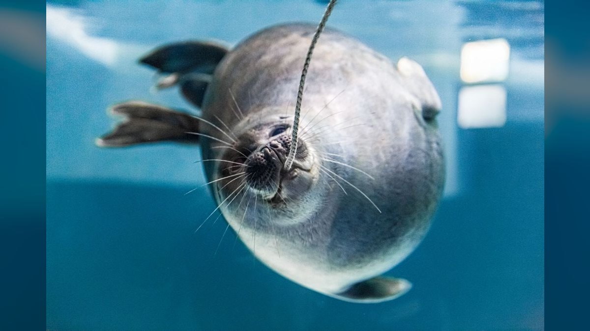 Top 10 Aquarium Sealing Silicones for Repairs — figure 6
