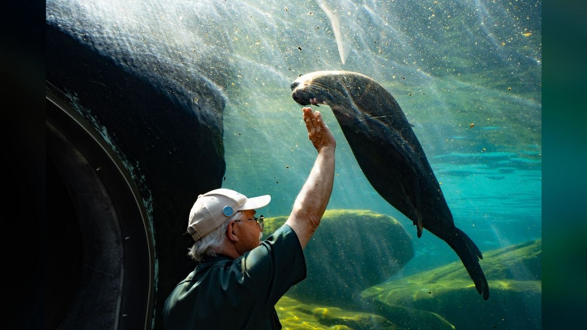 Top 10 Aquarium Sealing Silicones for Repairs in 2027