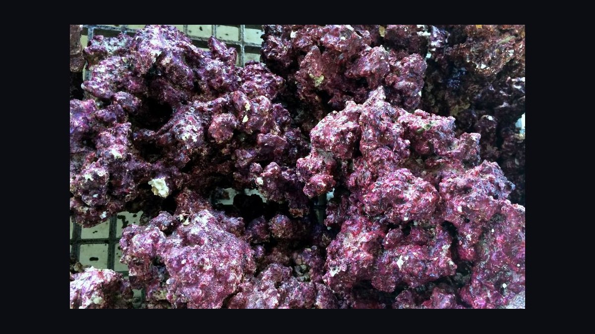Top 10 Live Rock Types for Curing and Aquascaping in 2027 — figure 10
