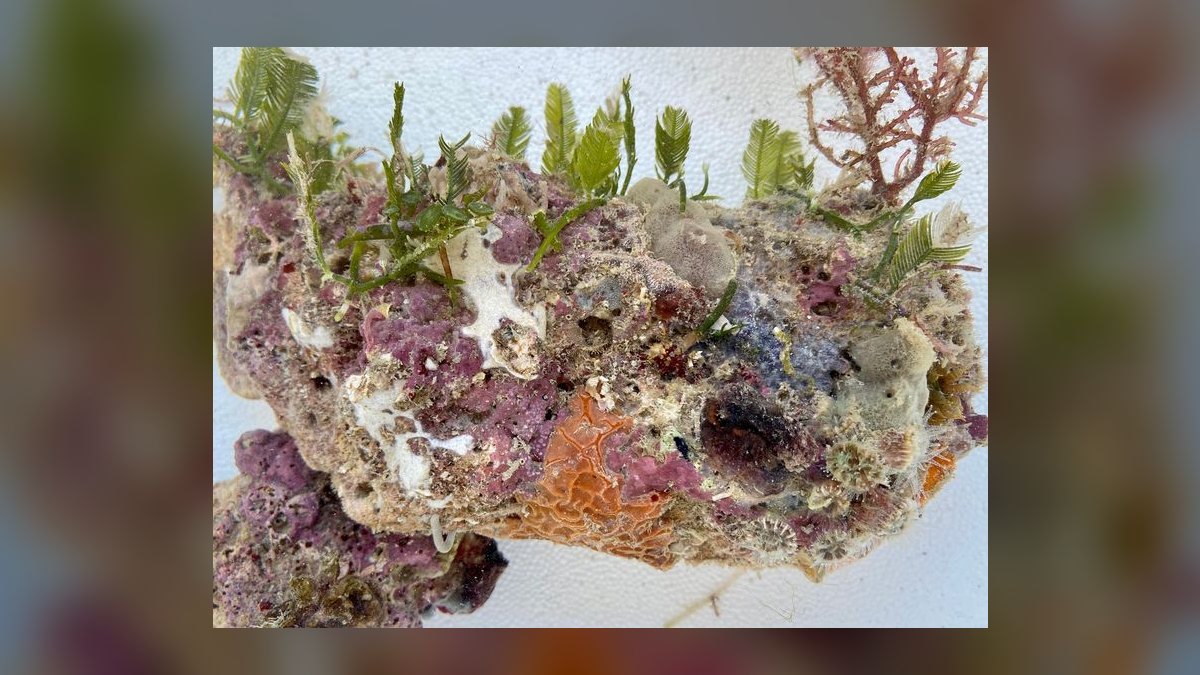 Top 10 Live Rock Types for Curing and Aquascaping — figure 2