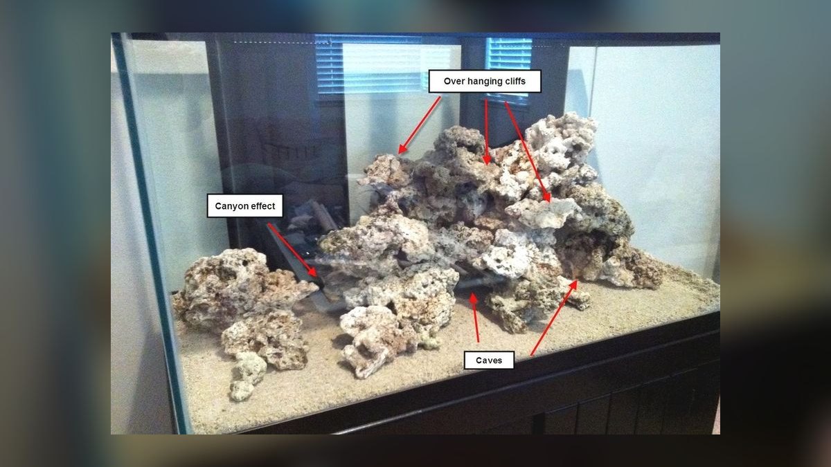 Top 10 Live Rock Types for Curing and Aquascaping in 2027