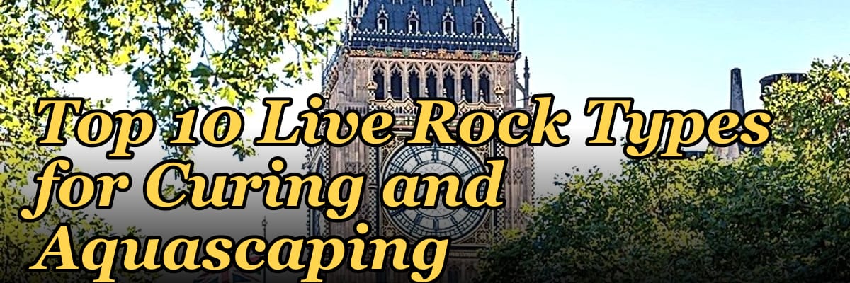Top 10 Live Rock Types for Curing and Aquascaping