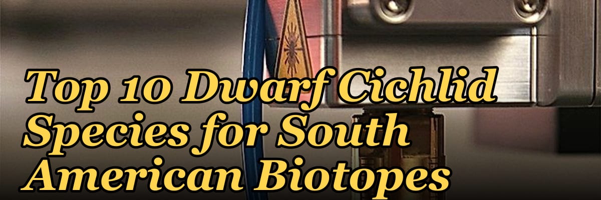 Top 10 Dwarf Cichlid Species for South American Biotopes