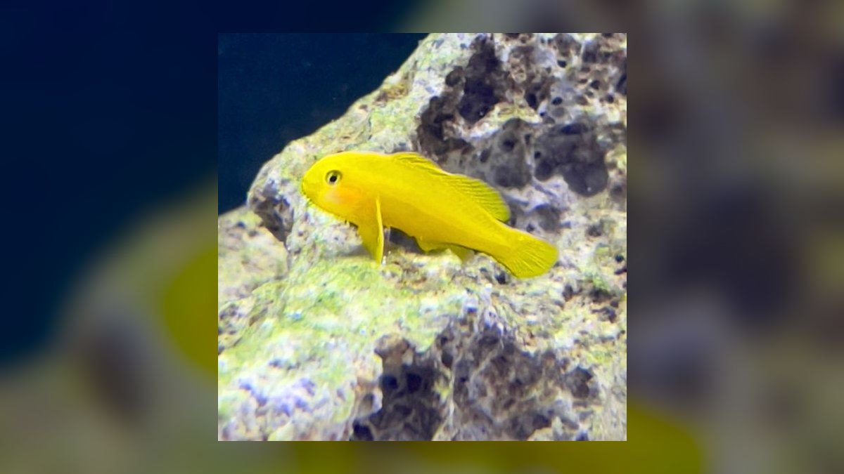 Top 10 Easy Beginner Saltwater Fish for Nano Reefs in 2027 — figure 4