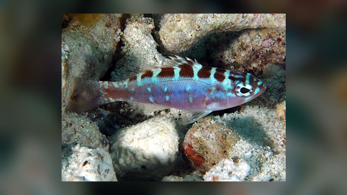Top 10 Easy Beginner Saltwater Fish for Nano Reefs in 2027 — figure 7