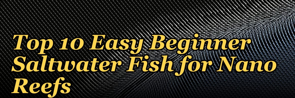 Top 10 Easy Beginner Saltwater Fish for Nano Reefs